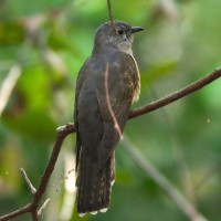 Sahul Brush Cuckoo